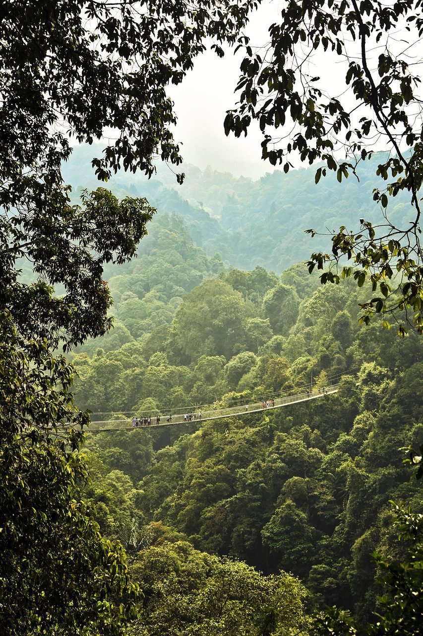 bridge, forest, sunrise-7178826.jpg